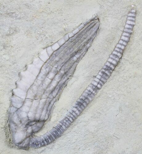 Sweet Halysiocrinus Crinoid Fossil - Crawfordsville, Indiana #29394